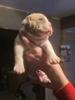 Rowdy, a male Olde English Bulldogge for sale in Juda, WI – Photo 2 of 3