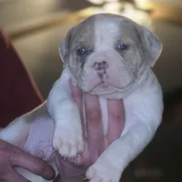 Rowdy, a male Olde English Bulldogge for sale in Juda, WI – Photo 3 of 9