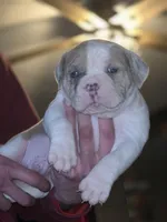 Rowdy, a male Olde English Bulldogge for sale in Juda, WI – Photo 1 of 3