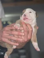 Patches, a female Olde English Bulldogge for sale in Juda, WI – 2 of 2