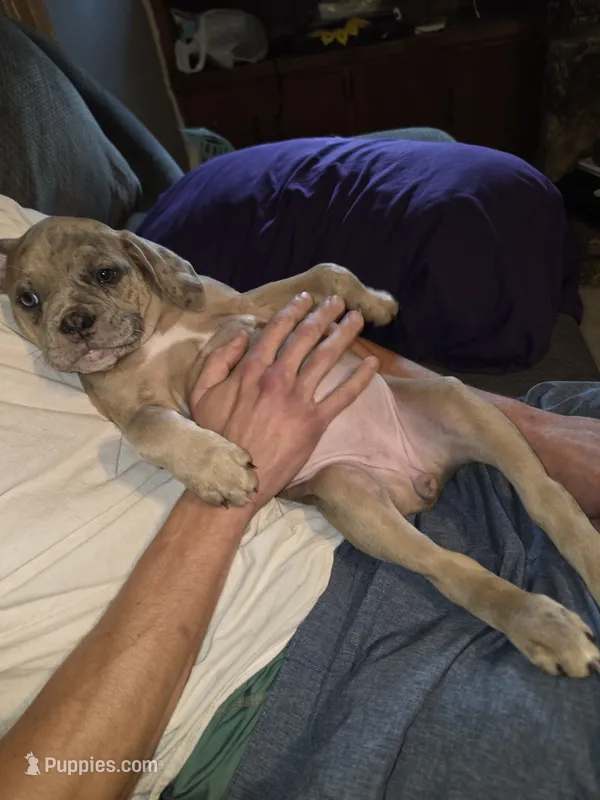 Skye – Olde English Bulldogge puppy for sale in Juda, WI