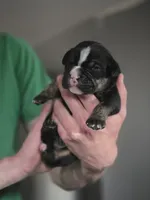 Chance , a male Olde English Bulldogge for sale in Juda, WI – 5 of 5