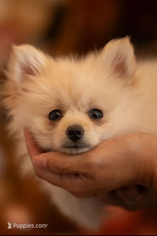 Mochi – Pomeranian puppy for sale in Aurora, CO
