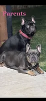 Cato, a female French Bulldog for sale in Abilene, TX – 2 of 3
