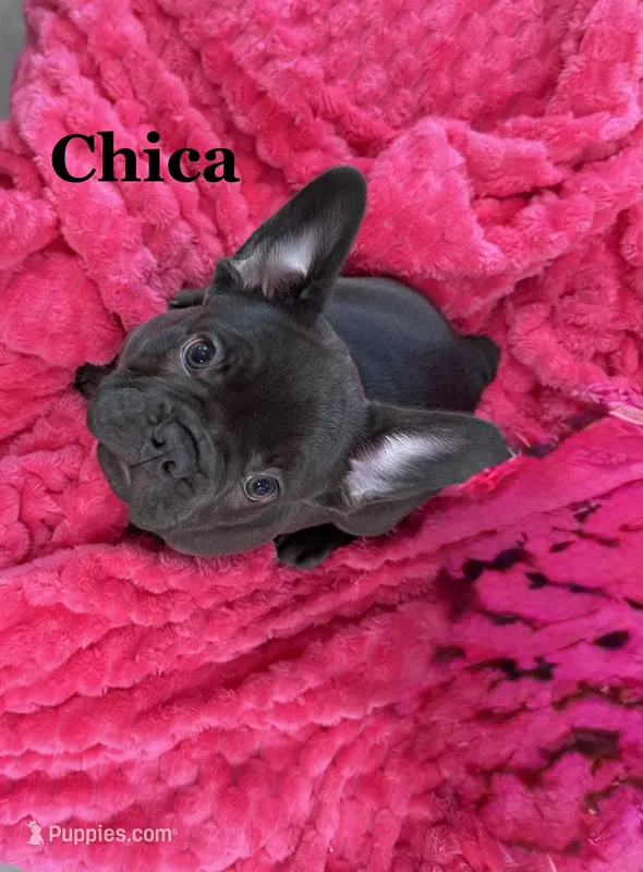 Chica, a female French Bulldog for sale in Abilene, TX – 1 of 2