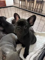 Chica, a female French Bulldog for sale in Abilene, TX – 2 of 2