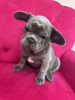 Honey Bunny, a female French Bulldog for sale in Abilene, TX – 2 of 3