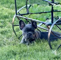 Cato, a female French Bulldog for sale in Abilene, TX – 3 of 3