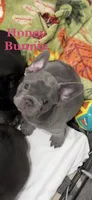 Honey Bunny, a female French Bulldog for sale in Abilene, TX – 1 of 3