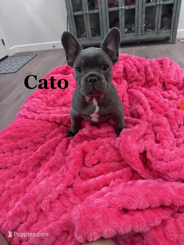 Cato, a female French Bulldog for sale in Abilene, TX – 1 of 3