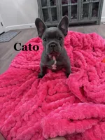 Cato, a female French Bulldog for sale in Abilene, TX – 1 of 3