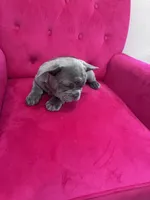 Honey Bunny, a female French Bulldog for sale in Abilene, TX – 3 of 3