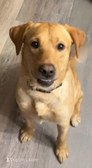 Benji – Labrador Retriever puppy for sale in Longview, WA