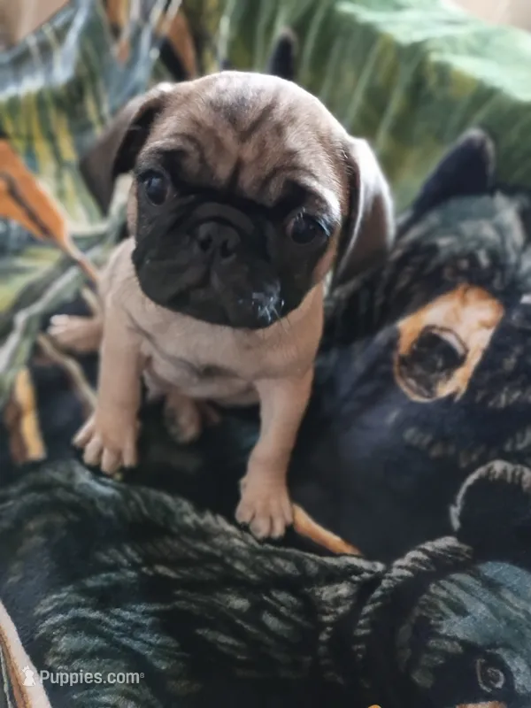 Frankie  – Pug puppy for sale in Casa Grande, AZ