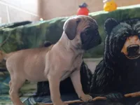 Frankie , a male Pug for sale in Casa Grande, AZ – 3 of 4