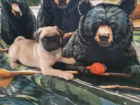 Larry, a male Pug for sale in Casa Grande, AZ – 5 of 5