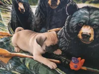 Larry, a male Pug for sale in Casa Grande, AZ – 3 of 5