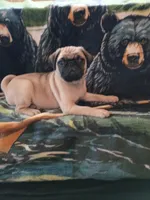 Larry, a male Pug for sale in Casa Grande, AZ – 2 of 5
