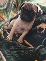Frankie , a male Pug for sale in Casa Grande, AZ – 4 of 4