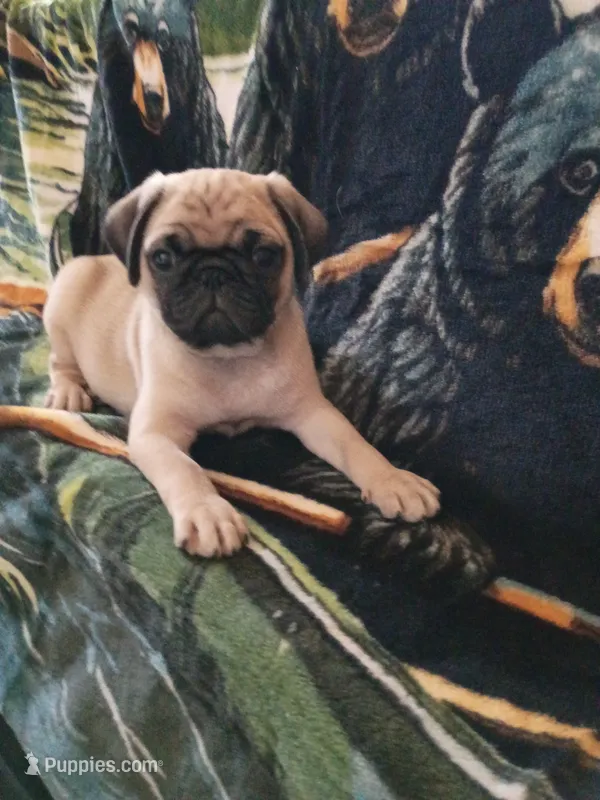 Larry – Pug puppy for sale in Casa Grande, AZ