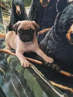 Larry, a male Pug for sale in Casa Grande, AZ – 1 of 5