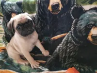Larry, a male Pug for sale in Casa Grande, AZ – 4 of 5