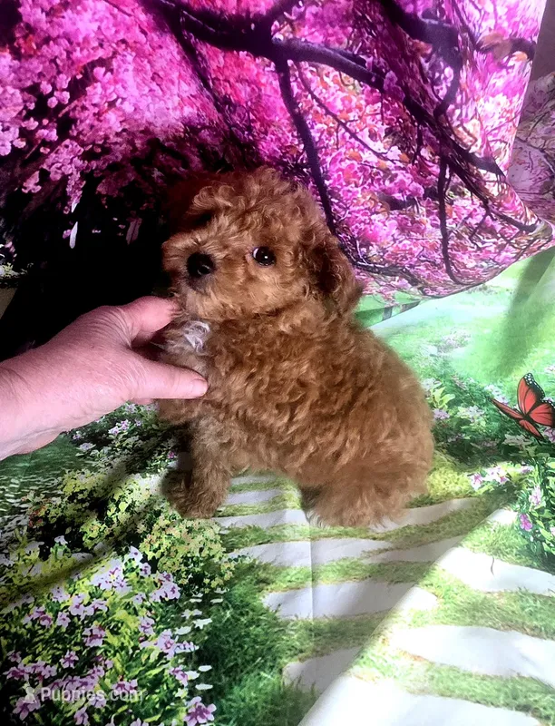AKC FIREBALL  – Poodle - Toy  puppy for sale in La Grange, NC