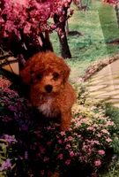 AKC FIREBALL , a male Poodle - Toy  for sale in La Grange, NC – Photo 2 of 3