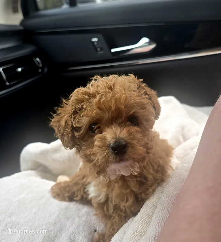 AKC FIREBALL  – Poodle - Toy  puppy for sale in La Grange, NC