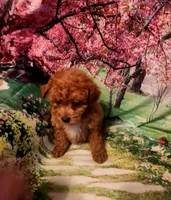 AKC FIREBALL , a male Poodle - Toy  for sale in La Grange, NC – Photo 1 of 3