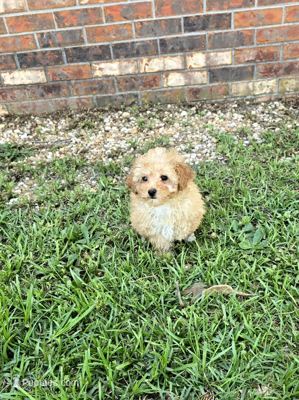 Ruby – Poodle - Toy  puppy for sale in La Grange, NC