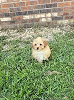 Ruby, a female Poodle - Toy  for sale in La Grange, NC – 1 of 3