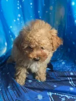 Teddy, a male Poodle - Toy  for sale in La Grange, NC – 4 of 4