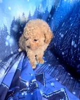 Tinker , a female Poodle - Toy  for sale in La Grange, NC – Photo 1 of 2