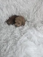 Tinker, a female Poodle - Toy  for sale in La Grange, NC – 3 of 4