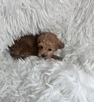 Tinker, a female Poodle - Toy  for sale in La Grange, NC – 2 of 4