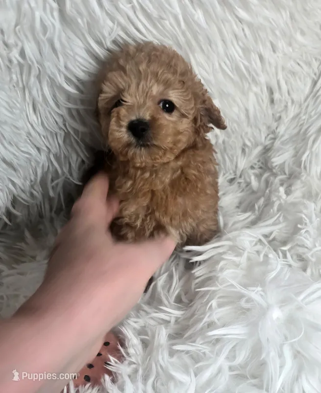 Tinker – Poodle - Toy  puppy for sale in La Grange, NC