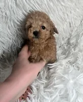 Tinker, a female Poodle - Toy  for sale in La Grange, NC – 1 of 4