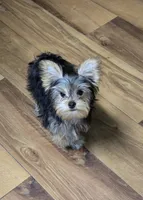 Finley, a male Yorkshire Terrier for sale in La Grange, NC – 2 of 3