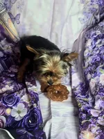 Finley , a male Yorkshire Terrier for sale in La Grange, NC – 2 of 4