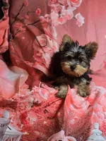 Bella, a female Yorkshire Terrier for sale in La Grange, NC – 1 of 3