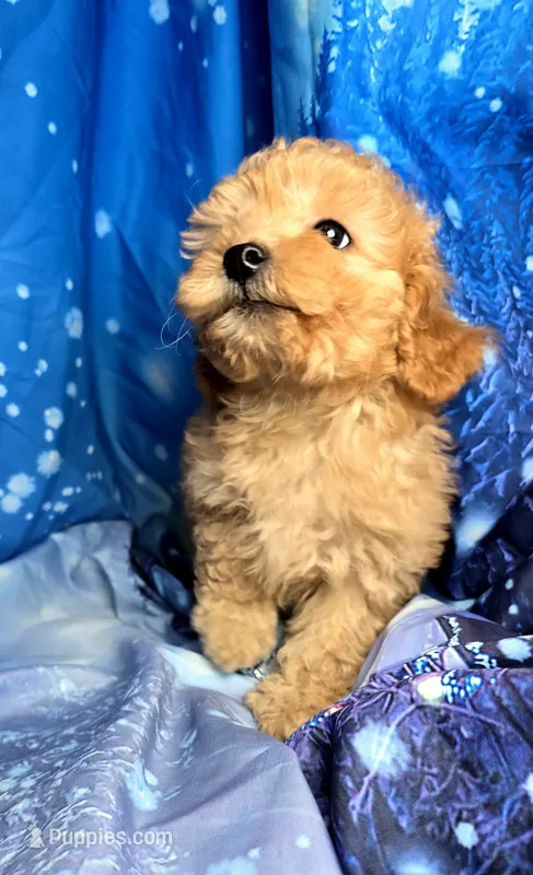 Finley  – Poodle - Toy  puppy for sale in La Grange, NC