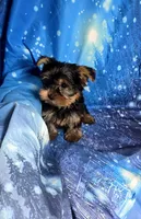 Teddy, a male Yorkshire Terrier for sale in La Grange, NC – 1 of 2