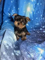 Teddy, a male Yorkshire Terrier for sale in La Grange, NC – 2 of 2
