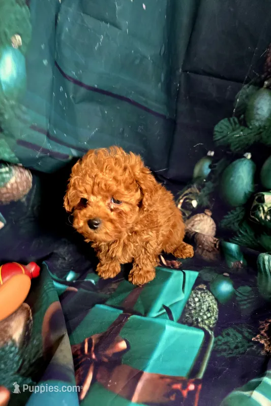 Rags – Poodle - Toy  puppy on hold in La Grange, NC