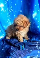 Teddy, a male Poodle - Toy  for sale in La Grange, NC – 2 of 4