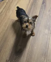 Finly, a male Yorkshire Terrier for sale in La Grange, NC – 2 of 2