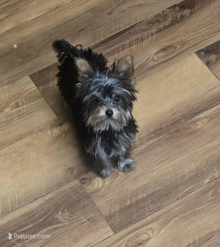 Tiny , a female Yorkshire Terrier for sale in La Grange, NC – Photo 1 of 1