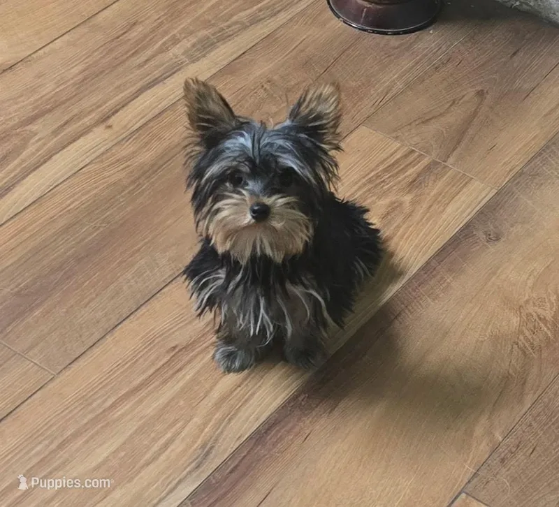 Tiny  – Yorkshire Terrier puppy for sale in La Grange, NC