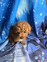 Teddy, a male Poodle - Toy  for sale in La Grange, NC – 3 of 3